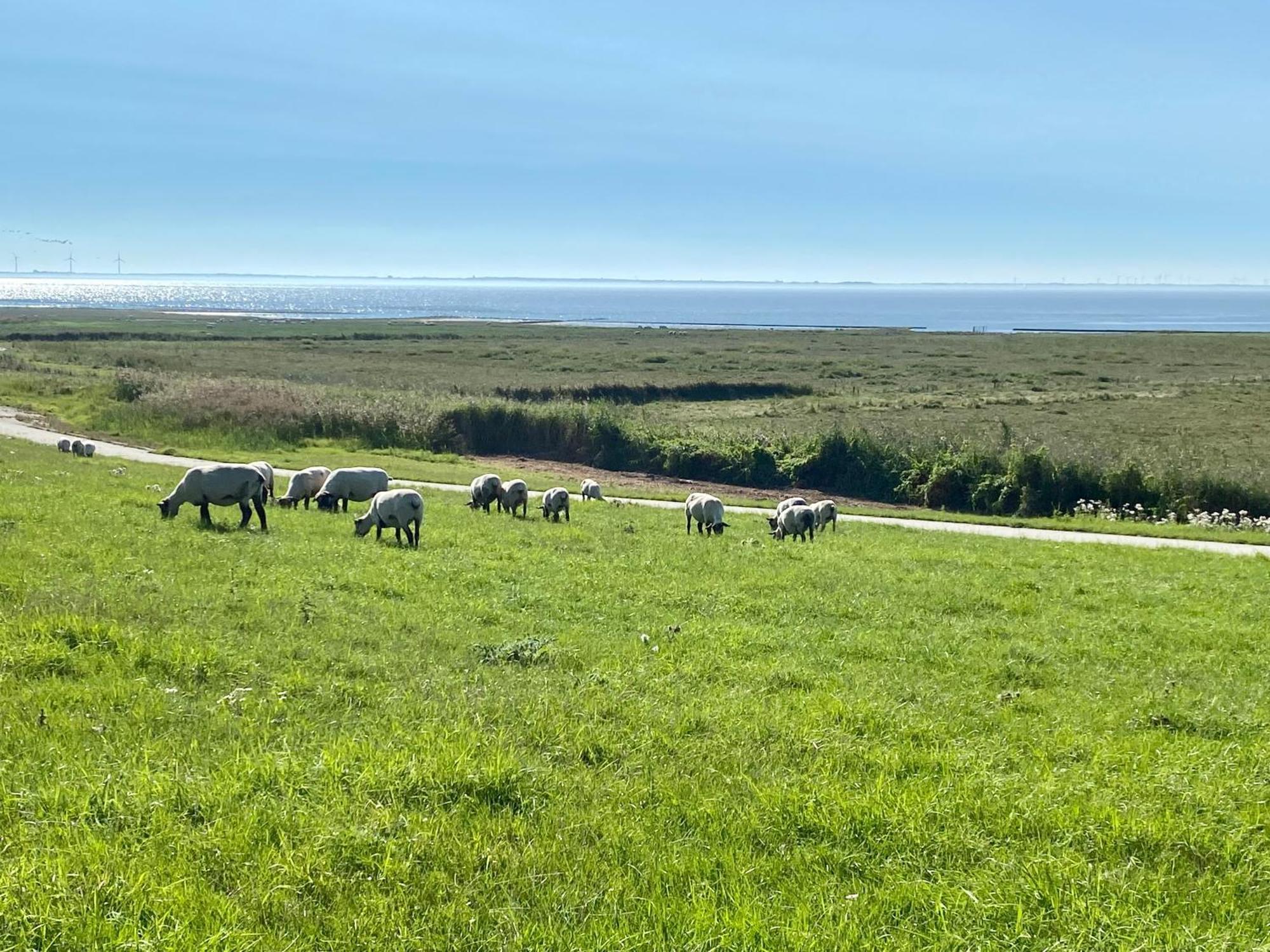 Haus Meerauszeit - Erholung An Der Nordsee Schweiburg Zewnętrze zdjęcie